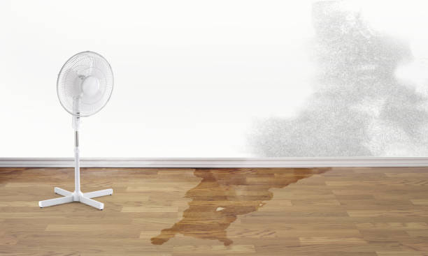 Best Ceiling water damage repair  in Randolph Af, TX