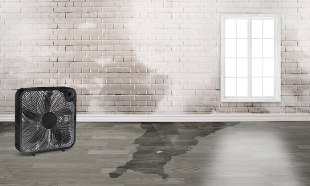 Best Professional water damage repair  in Randolph Af, TX
